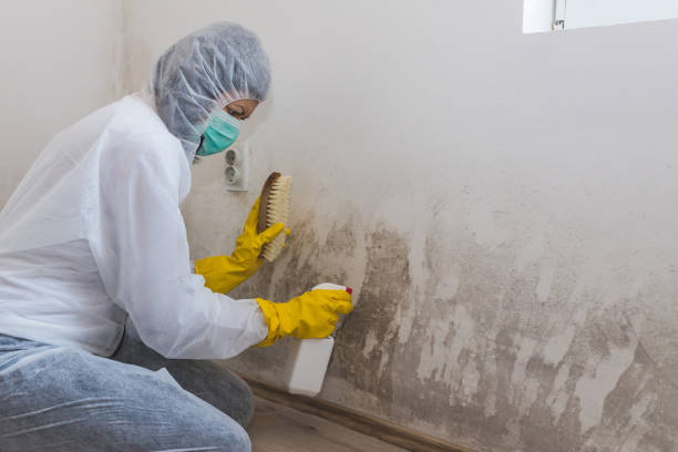 Why You Should Choose Our Mold Remediation Services in Kurtistown, HI